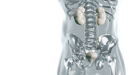 Key visual for biolitec Urology showing a transparent glass-like upper body with the urological organs highlighted in white