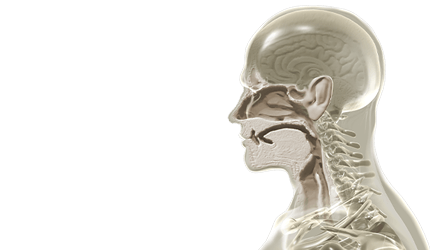 biolitec key visual for ENT. The key visual shows a head with a glass-like appearance, with the neck, nose, and ear area highlighted in white.