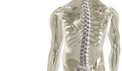 The image shows a glass body containing a lung highlighted in white. It is the key visual for the Biolitec Thoracic Surgery application.